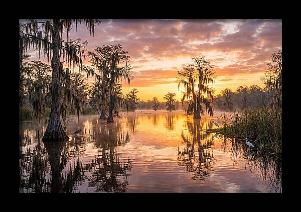 Cache River Wetland Serenity