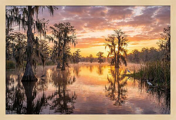Cache River Wetland Serenity