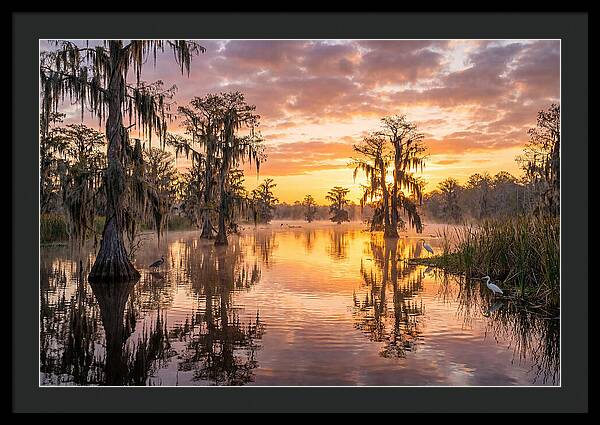 Cache River Wetland Serenity