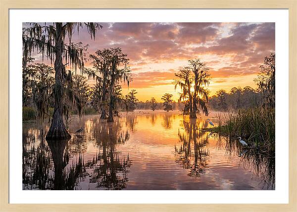 Cache River Wetland Serenity