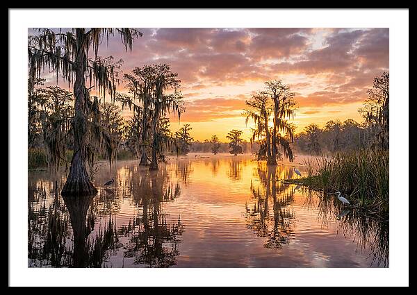 Cache River Wetland Serenity
