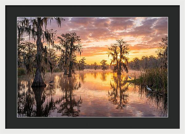 Cache River Wetland Serenity