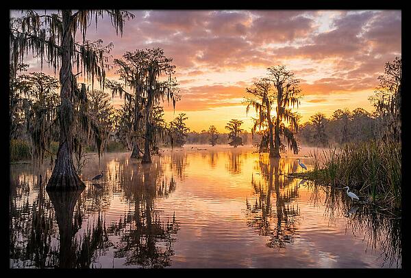 Cache River Wetland Serenity