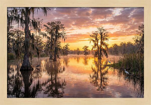 Cache River Wetland Serenity