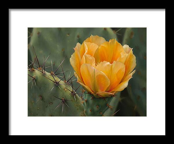 Cactus Flower Blooming Brightly