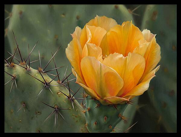 Cactus Flower Blooming Brightly