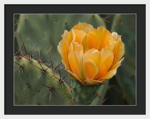 Cactus Flower Blooming Brightly