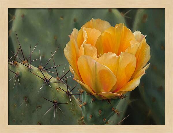 Cactus Flower Blooming Brightly