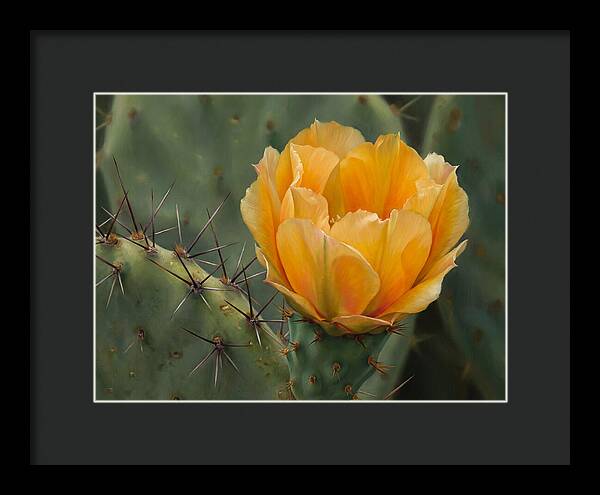 Cactus Flower Blooming Brightly