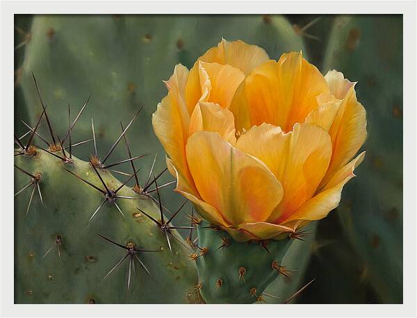 Cactus Flower Blooming Brightly