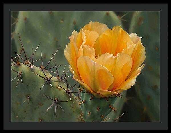 Cactus Flower Blooming Brightly