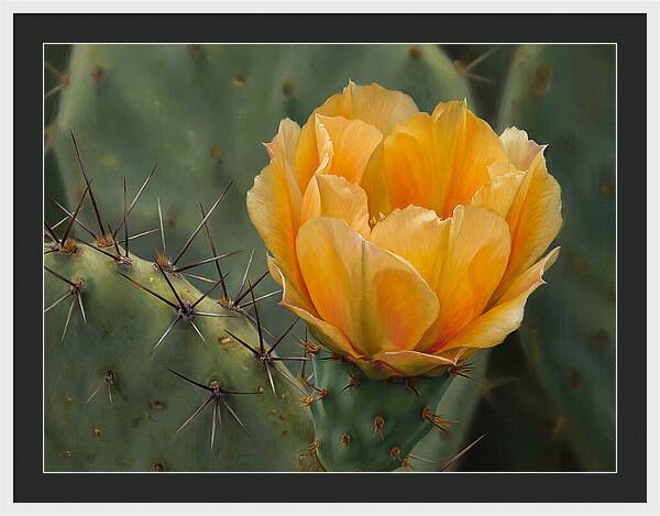 Cactus Flower Blooming Brightly