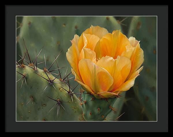 Cactus Flower Blooming Brightly