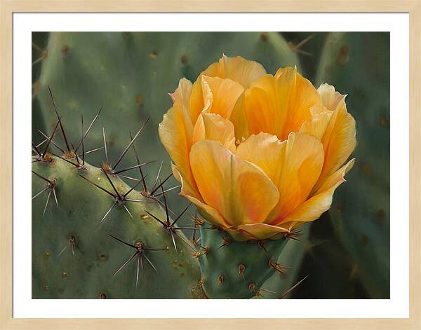 Cactus Flower Blooming Brightly