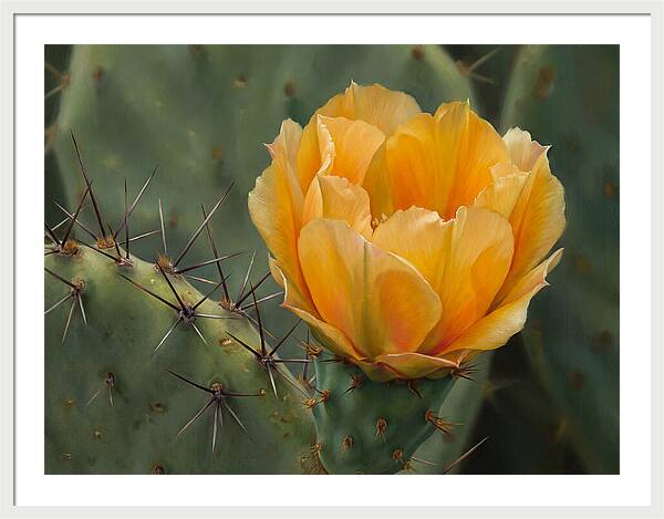Cactus Flower Blooming Brightly