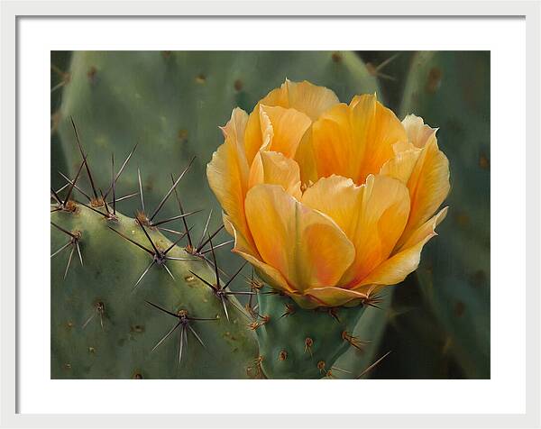 Cactus Flower Blooming Brightly