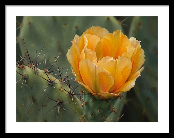 Cactus Flower Blooming Brightly