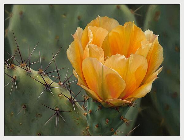 Cactus Flower Blooming Brightly
