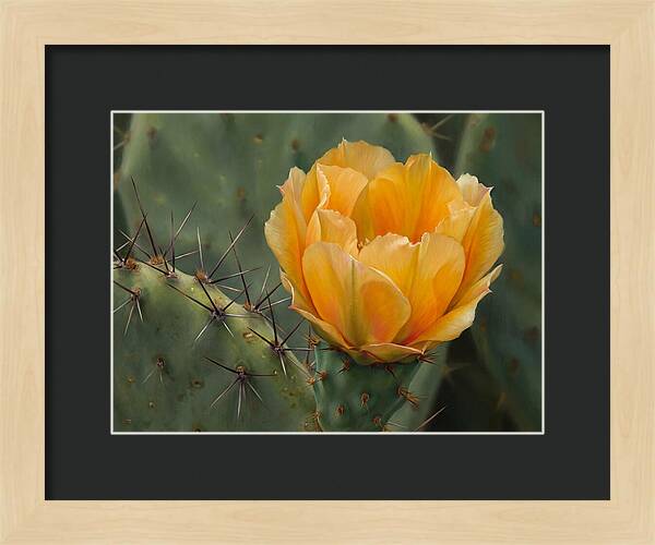 Cactus Flower Blooming Brightly