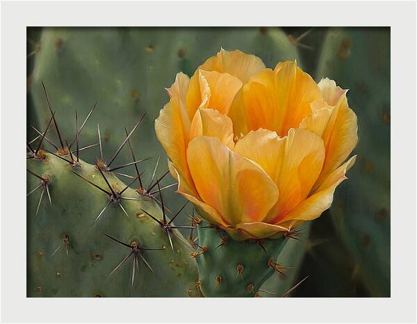 Cactus Flower Blooming Brightly