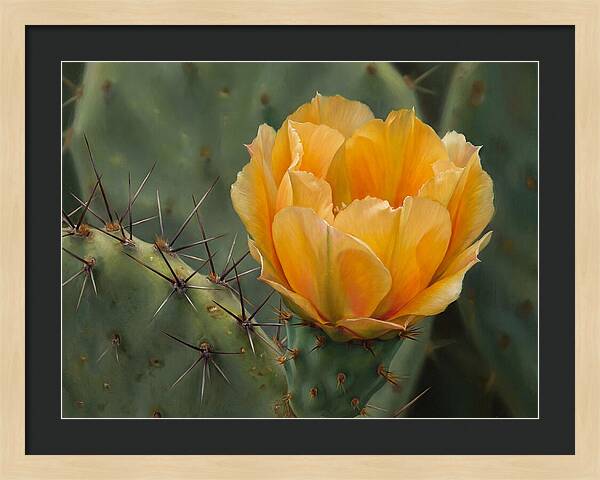 Cactus Flower Blooming Brightly