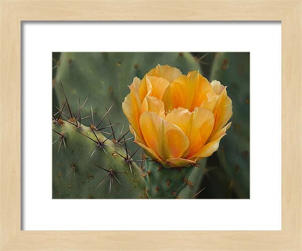 Cactus Flower Blooming Brightly