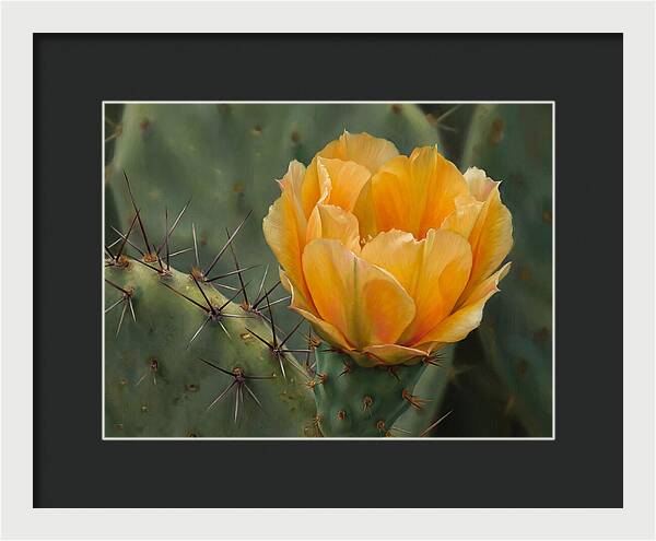 Cactus Flower Blooming Brightly