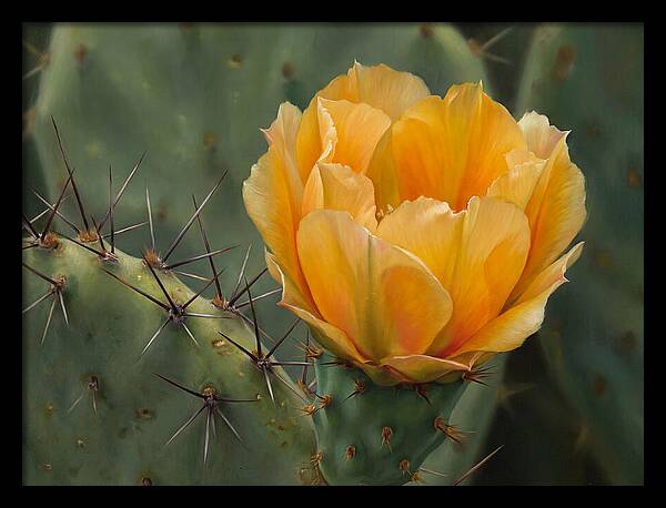 Cactus Flower Blooming Brightly