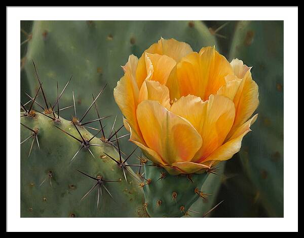 Cactus Flower Blooming Brightly