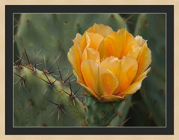 Cactus Flower Blooming Brightly