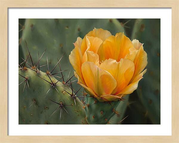 Cactus Flower Blooming Brightly