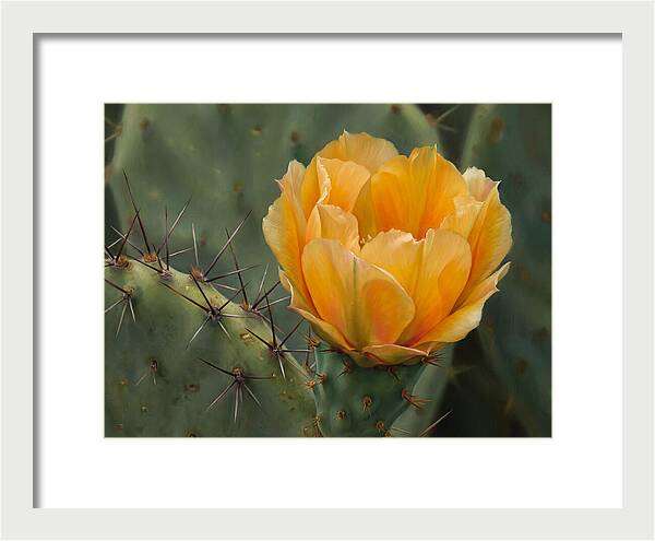 Cactus Flower Blooming Brightly