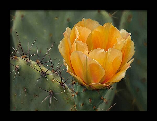 Cactus Flower Blooming Brightly