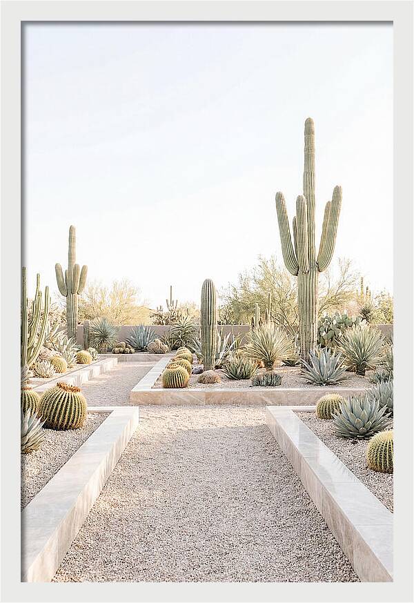 Cactus Garden Serenity