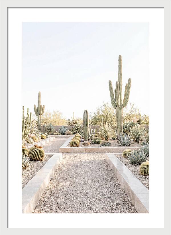 Cactus Garden Serenity