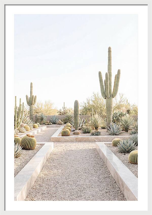 Cactus Garden Serenity