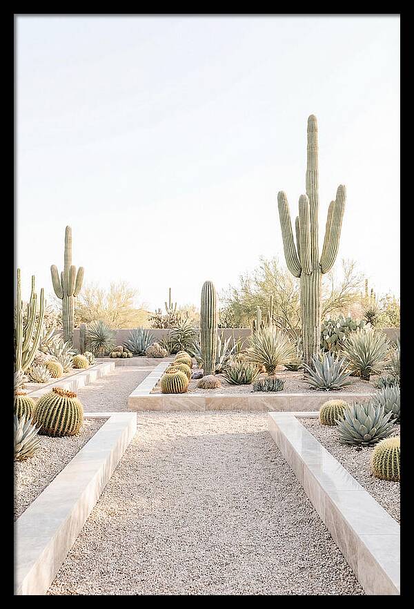 Cactus Garden Serenity