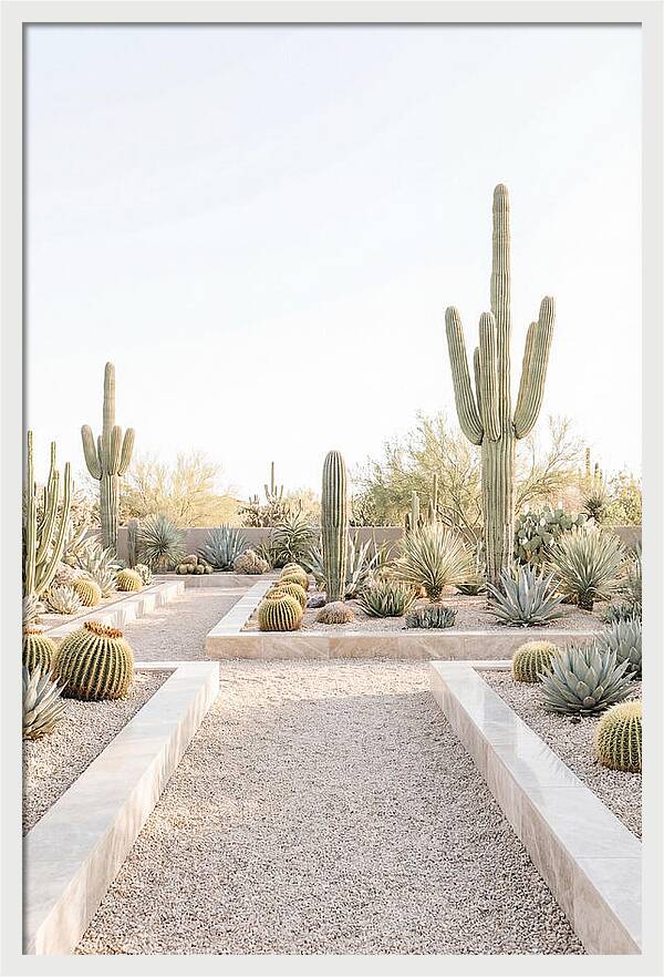 Cactus Garden Serenity