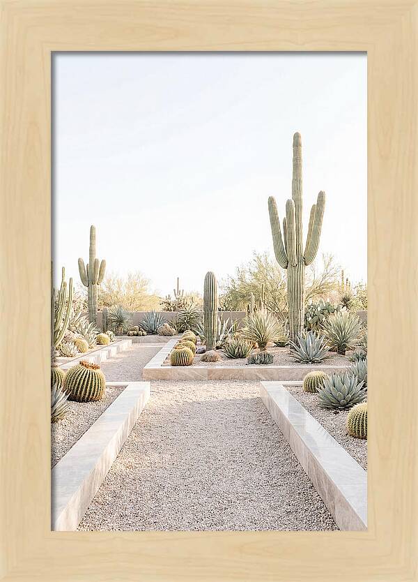 Cactus Garden Serenity