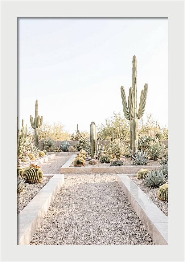 Cactus Garden Serenity