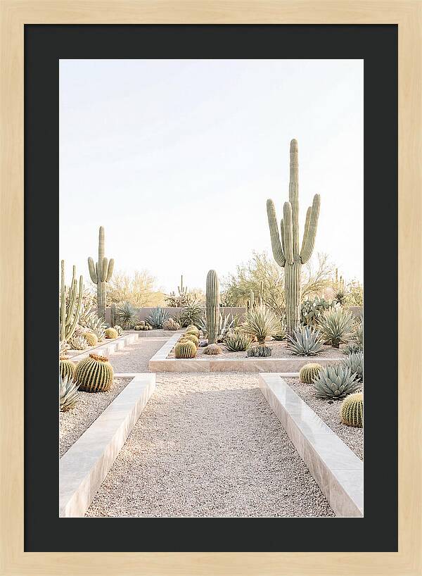 Cactus Garden Serenity