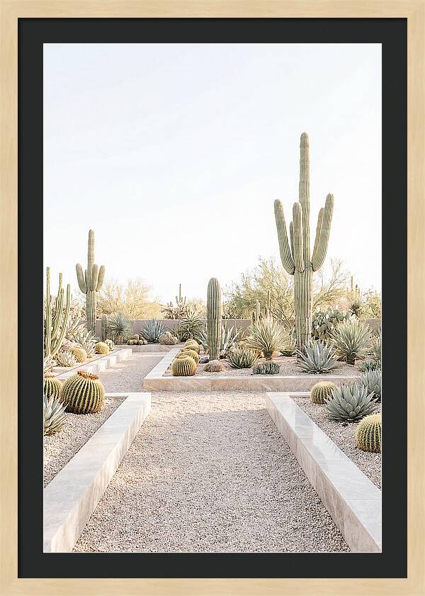 Cactus Garden Serenity
