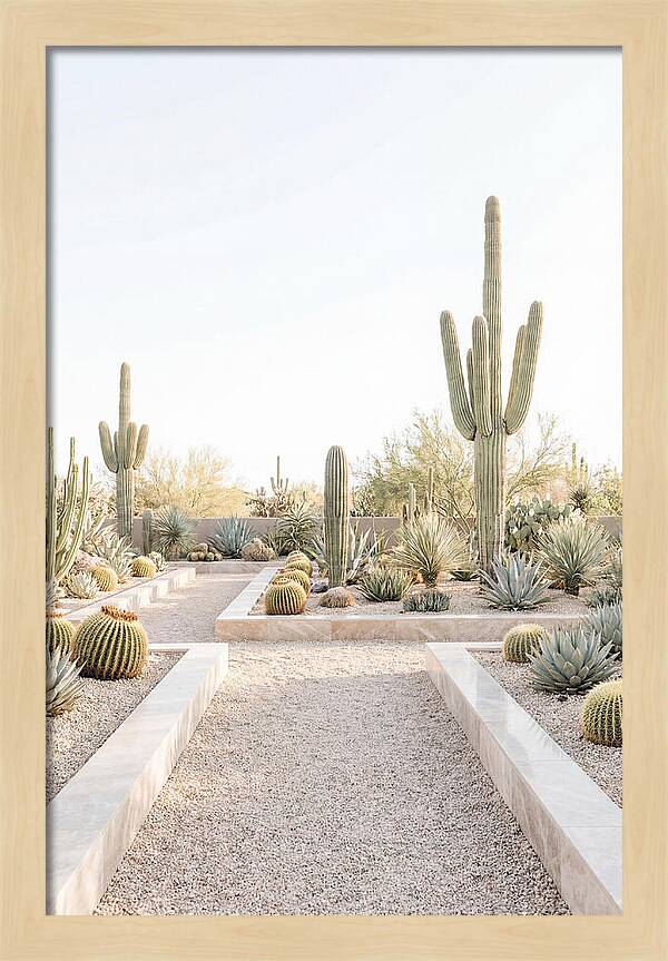 Cactus Garden Serenity