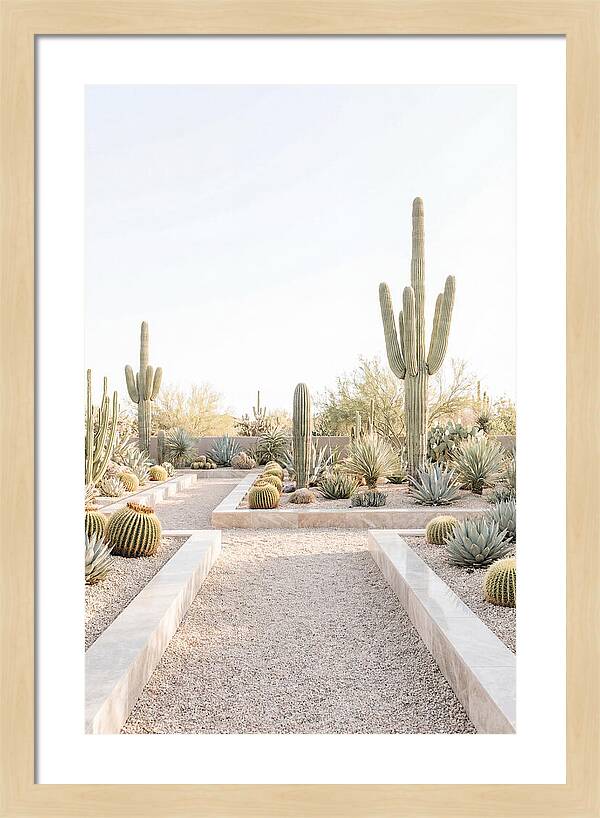 Cactus Garden Serenity