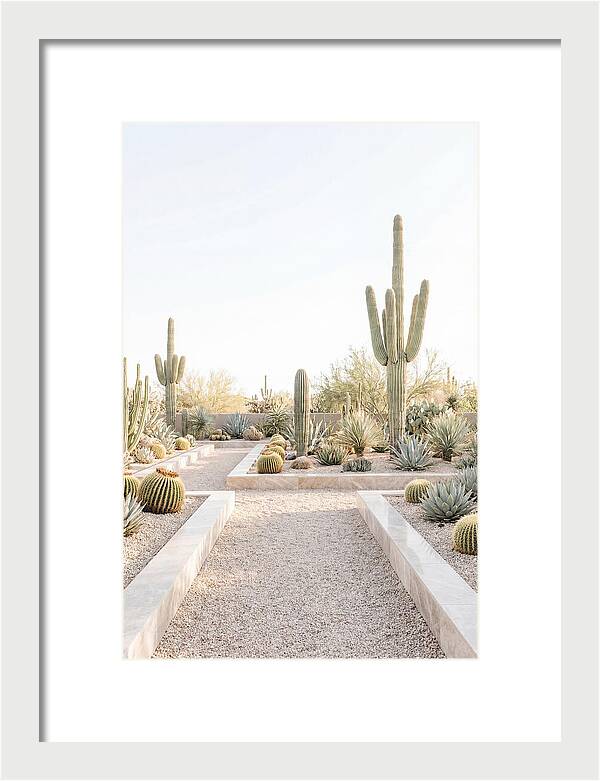 Cactus Garden Serenity