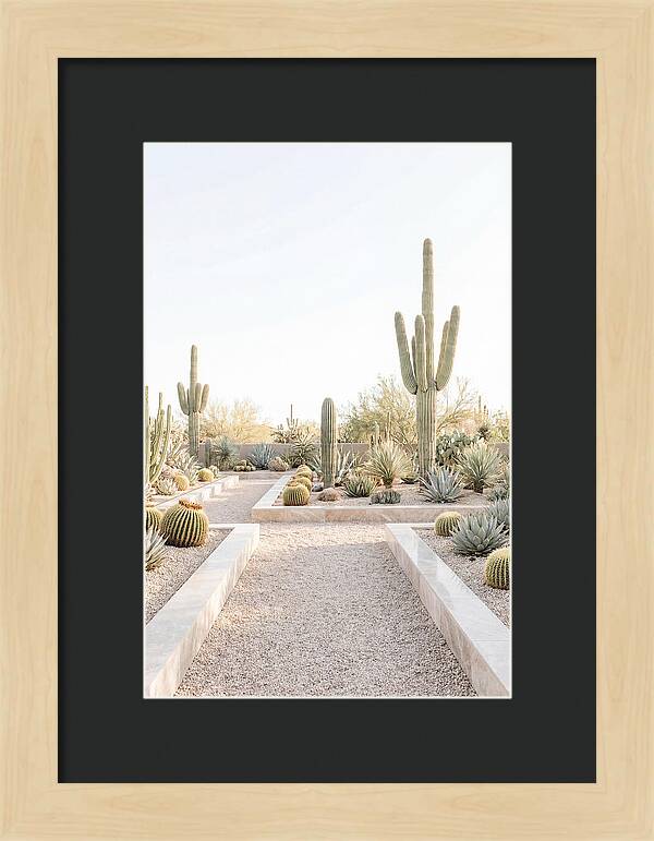 Cactus Garden Serenity