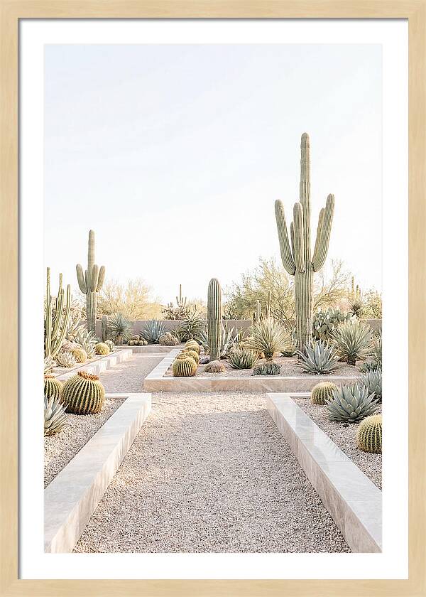 Cactus Garden Serenity