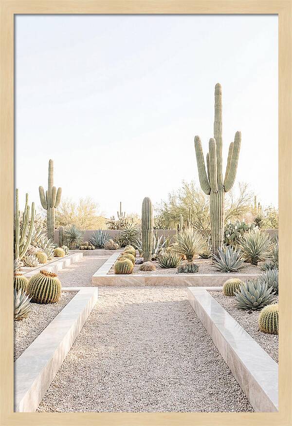 Cactus Garden Serenity