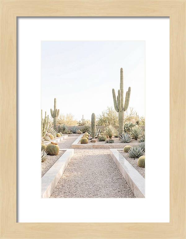 Cactus Garden Serenity