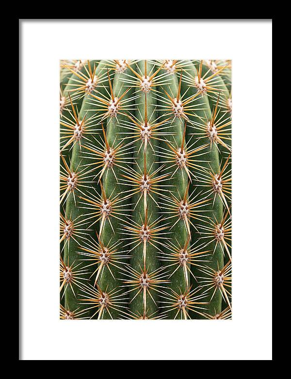 Cactus Spine Pattern